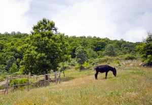bosque con un burro